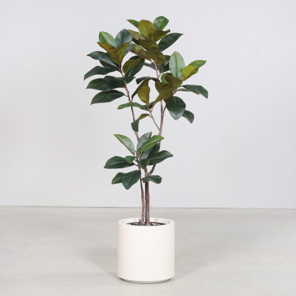 Artificial Rubber Tree in Beige Decorative Pot
