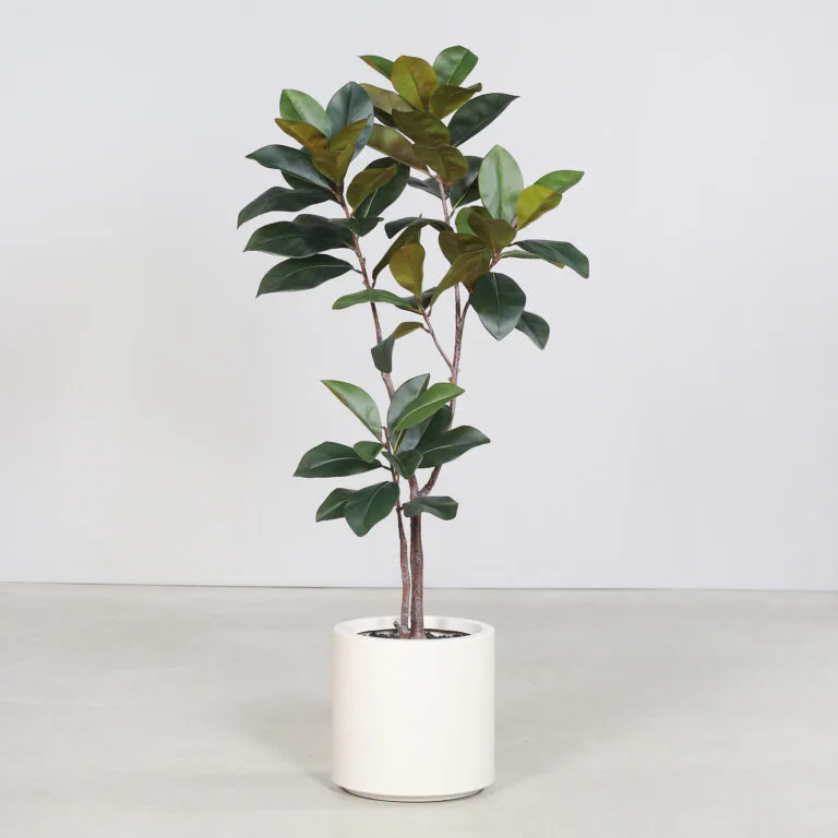 5ft Rubber Tree Plant