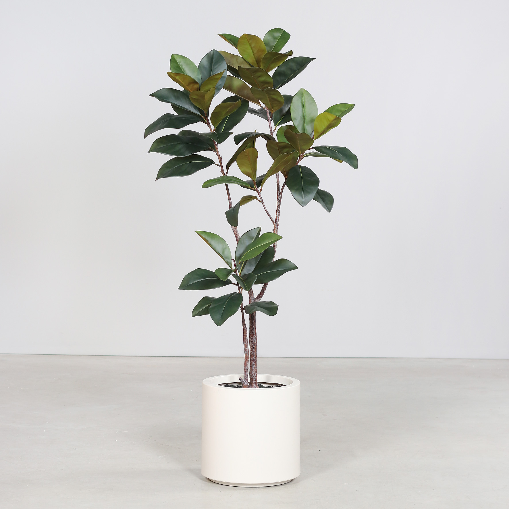 Artificial Rubber Tree in Beige Decorative Pot