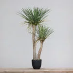 3.5ft Yucca Plant in a Black Plastic Pot
