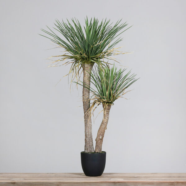 3.5ft Yucca Plant in a Black Plastic Pot