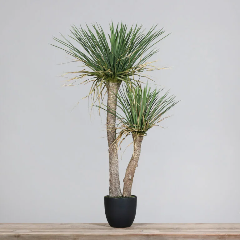 Yucca Plant in a Black Plastic Pot