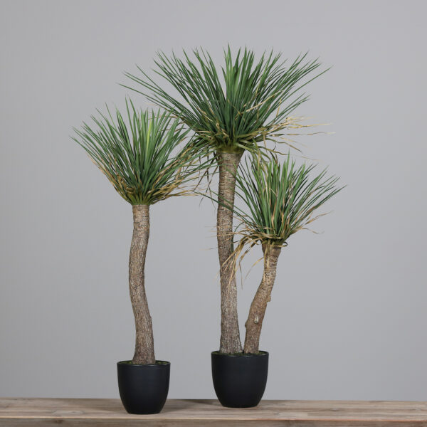 3.5ft Yucca Plant in a Black Plastic Pot