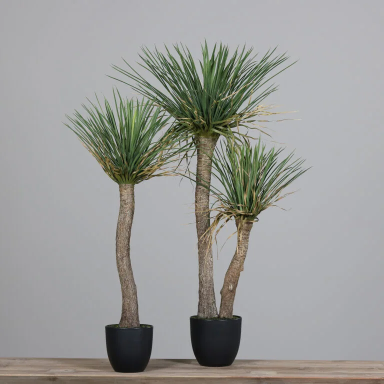 Multiple sizes of the Yucca Plant
