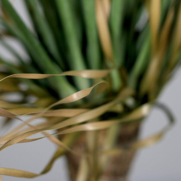 3.5ft Yucca Plant in a Black Plastic Pot