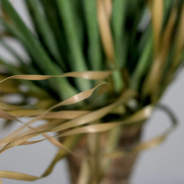 The foliage of the Yucca Plant