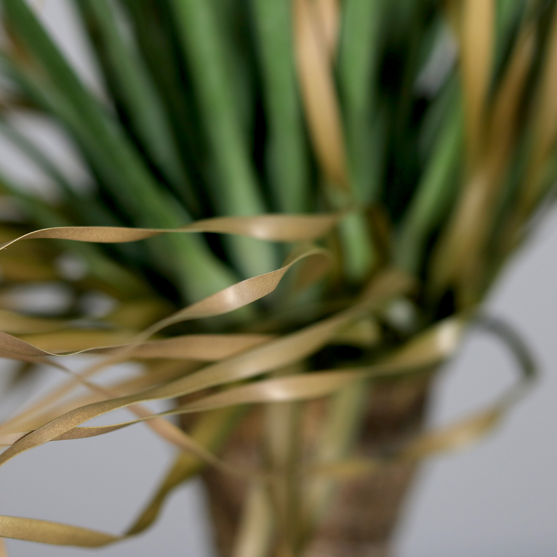 3.5ft Yucca Plant in a Black Plastic Pot
