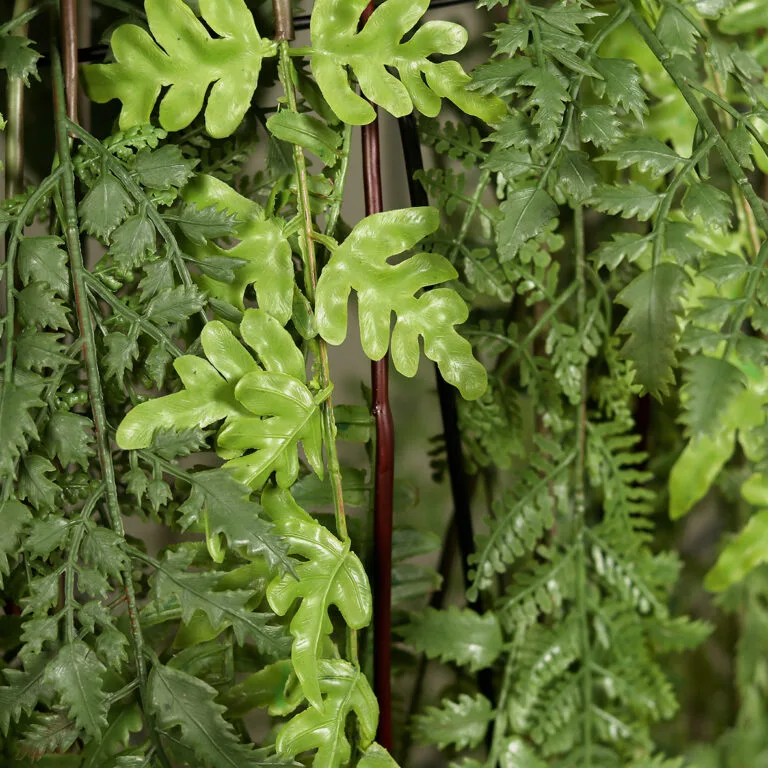 Fern leaves in a closeup shot