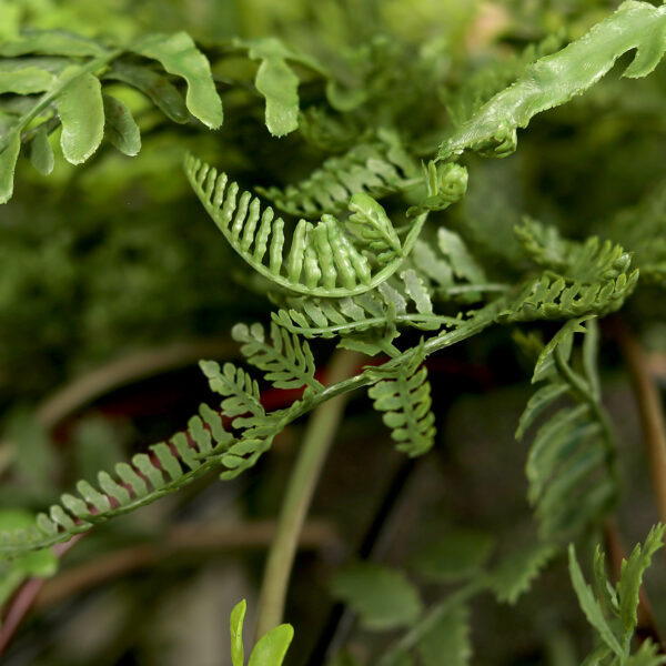 73cm Hanging Fern Arrangement