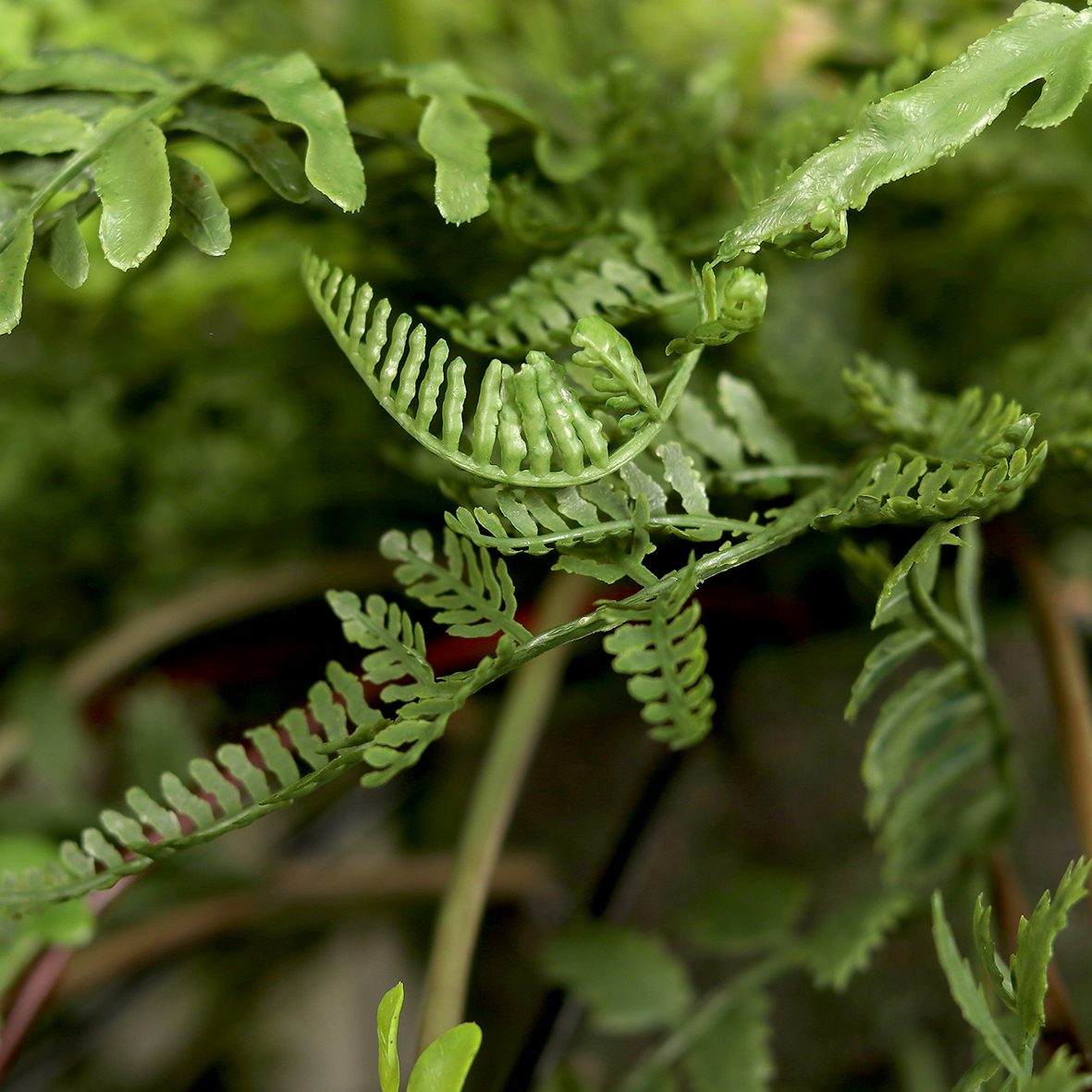 73cm Hanging Fern Arrangement
