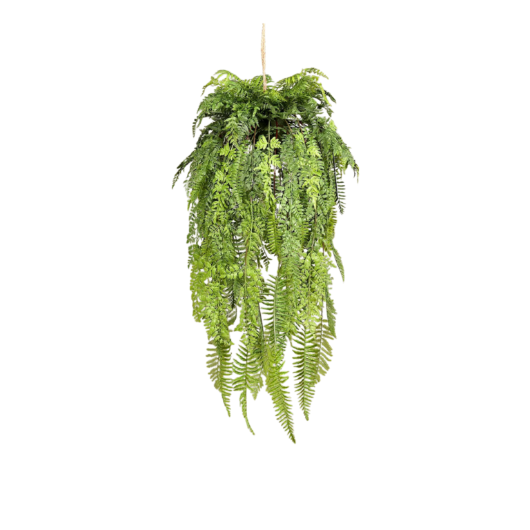 73cm Hanging Fern Arrangement - Lush Greenery for Indoor and Outdoor Decor