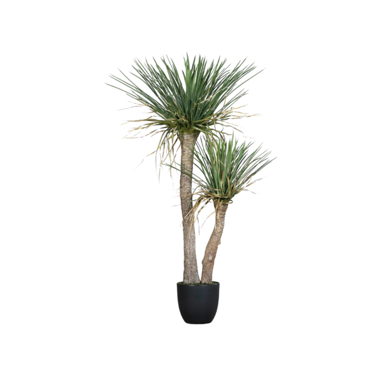 Yucca Plant in a Black Plastic Pot