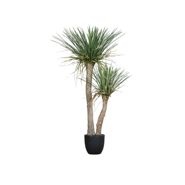 Yucca Plant in a Black Plastic Pot