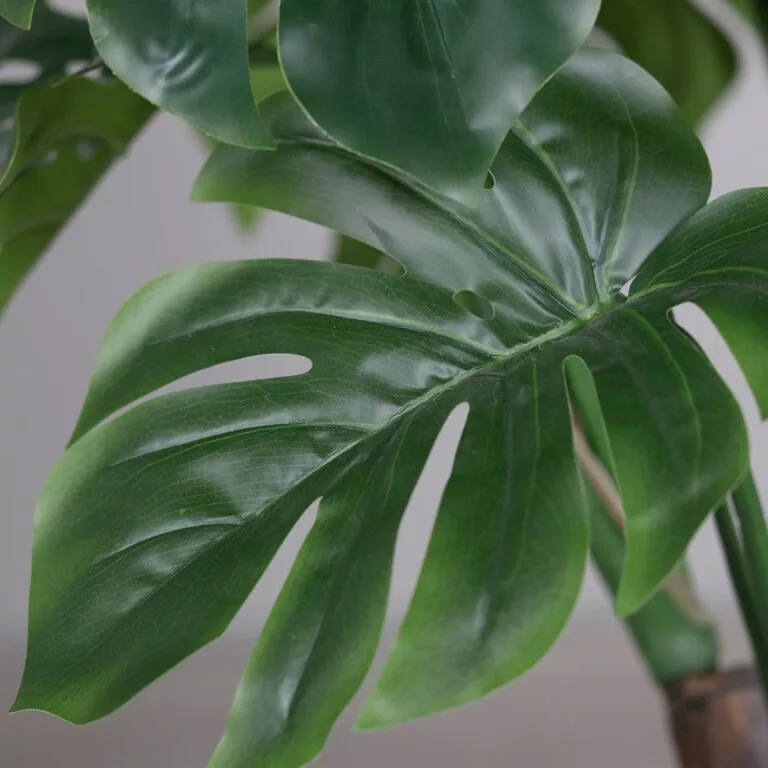 DPI Split Philo plant leaf