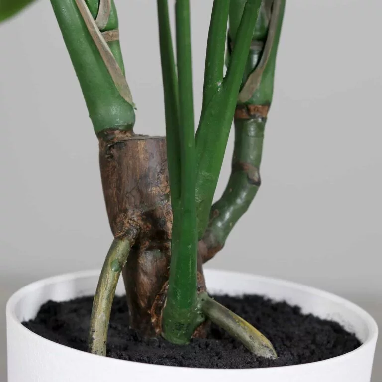 DPI Split Philo plant stem