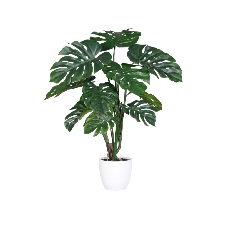 DPI Split Philo plant in white plastic pot for sale in Ireland at The Outdoor Scene