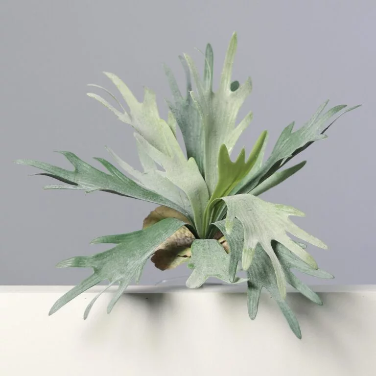 DPI Platycerium -33cm for sale in Ireland at The Outdoor Scene