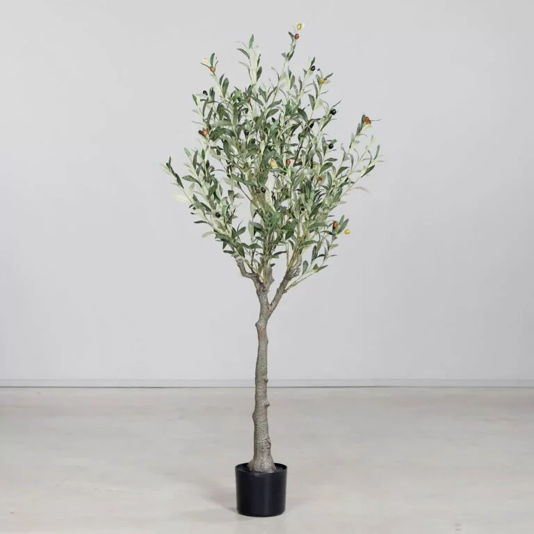 DPI Olive tree with fruit in Black Plastic Pot-150cm for sale in Ireland at The Outdoor Scene