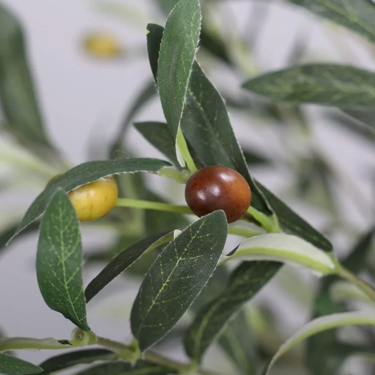 DPI Olive tree with fruit in Black Plastic Pot available in IRL