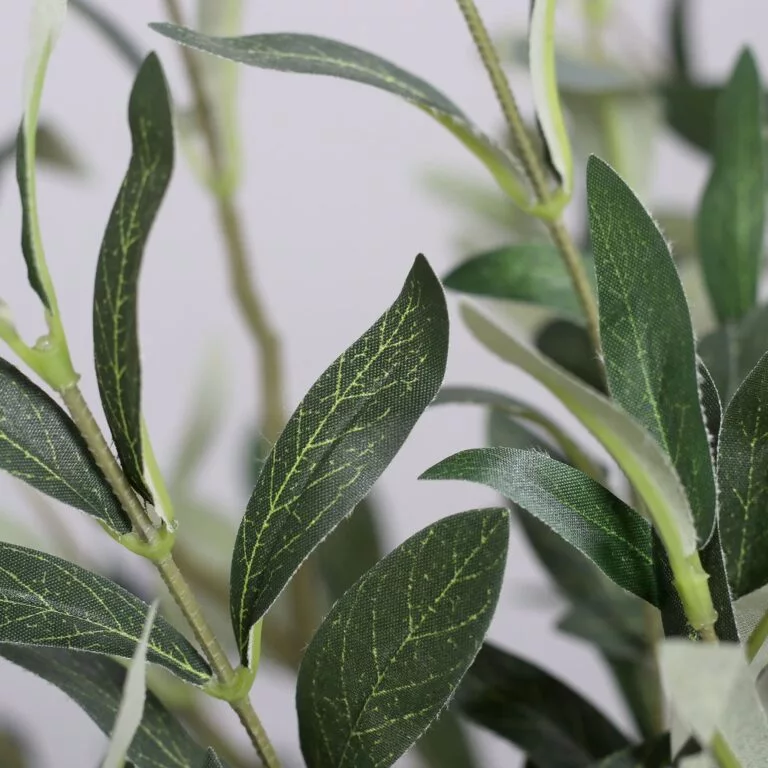 DPI Olive tree with fruit leaves