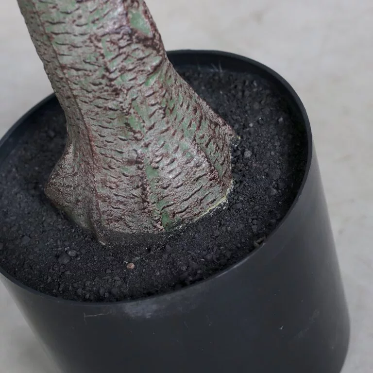 DPI Olive tree with fruit in Black Plastic Pot available in IRL