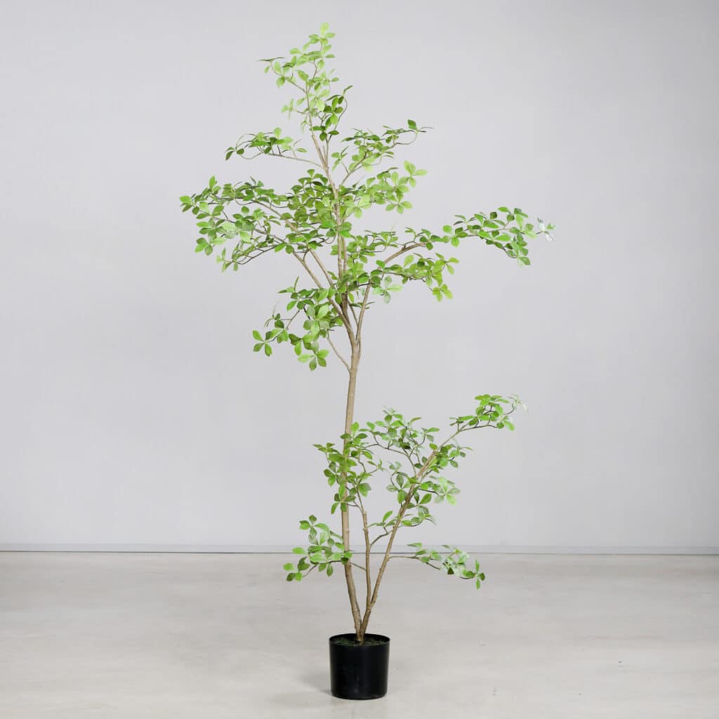 DPI Ficus Mircocarpa Tree-210cm for sale in Ireland at The Outdoor Scene