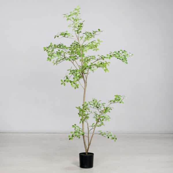 210 cm Ficus Mircocarpa Tree, Knock-Down Packing