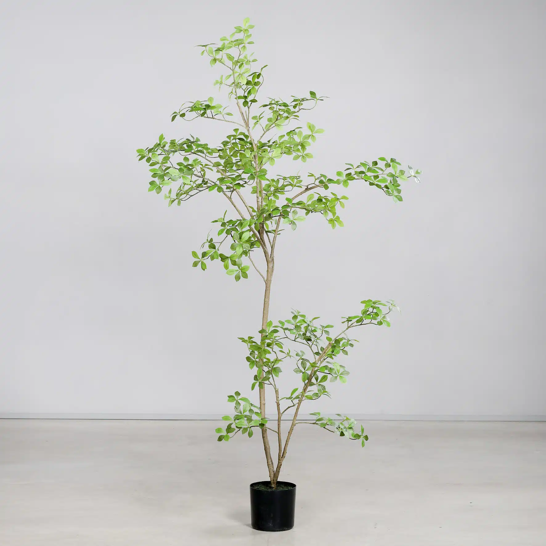 DPI Ficus Mircocarpa Tree-210cm for sale in Ireland at The Outdoor Scene