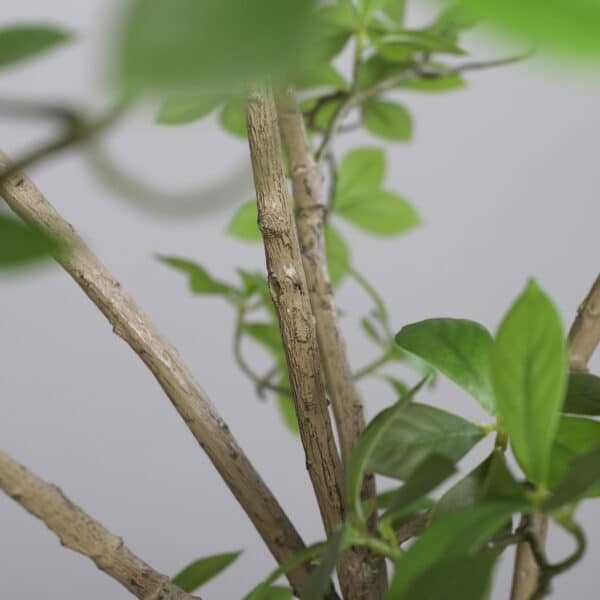 210 cm Ficus Mircocarpa Tree, Knock-Down Packing