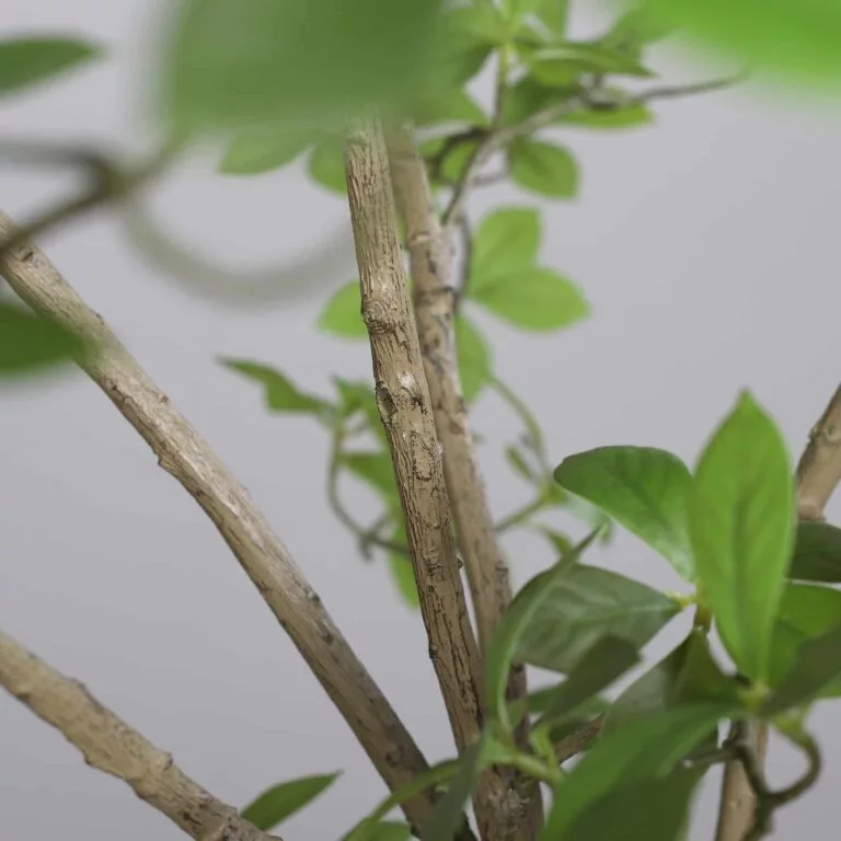 210cm Ficus Mircocarpa Artificial Tree detail branches