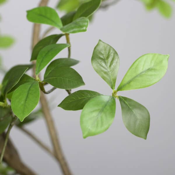 210 cm Ficus Mircocarpa Tree, Knock-Down Packing