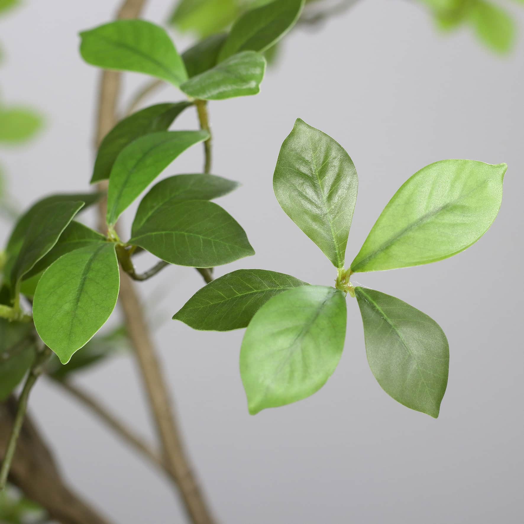 210 cm Ficus Mircocarpa Tree, Knock-Down Packing