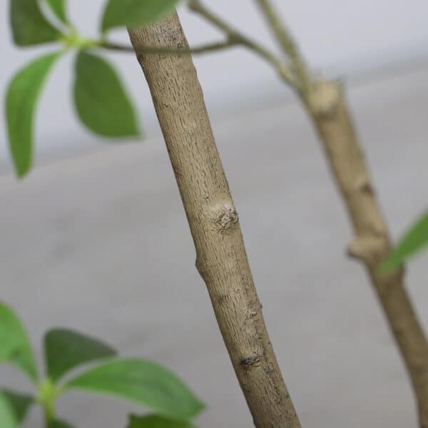 210 cm Ficus Mircocarpa Tree, Knock-Down Packing