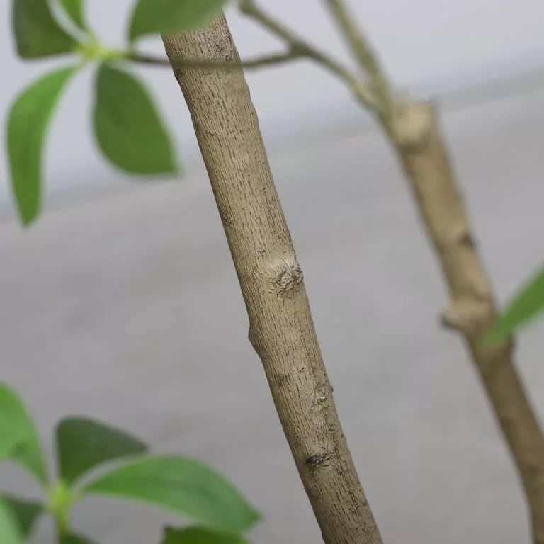 210cm Ficus Mircocarpa Artificial Tree for sale in Ireland at The Outdoor Scene