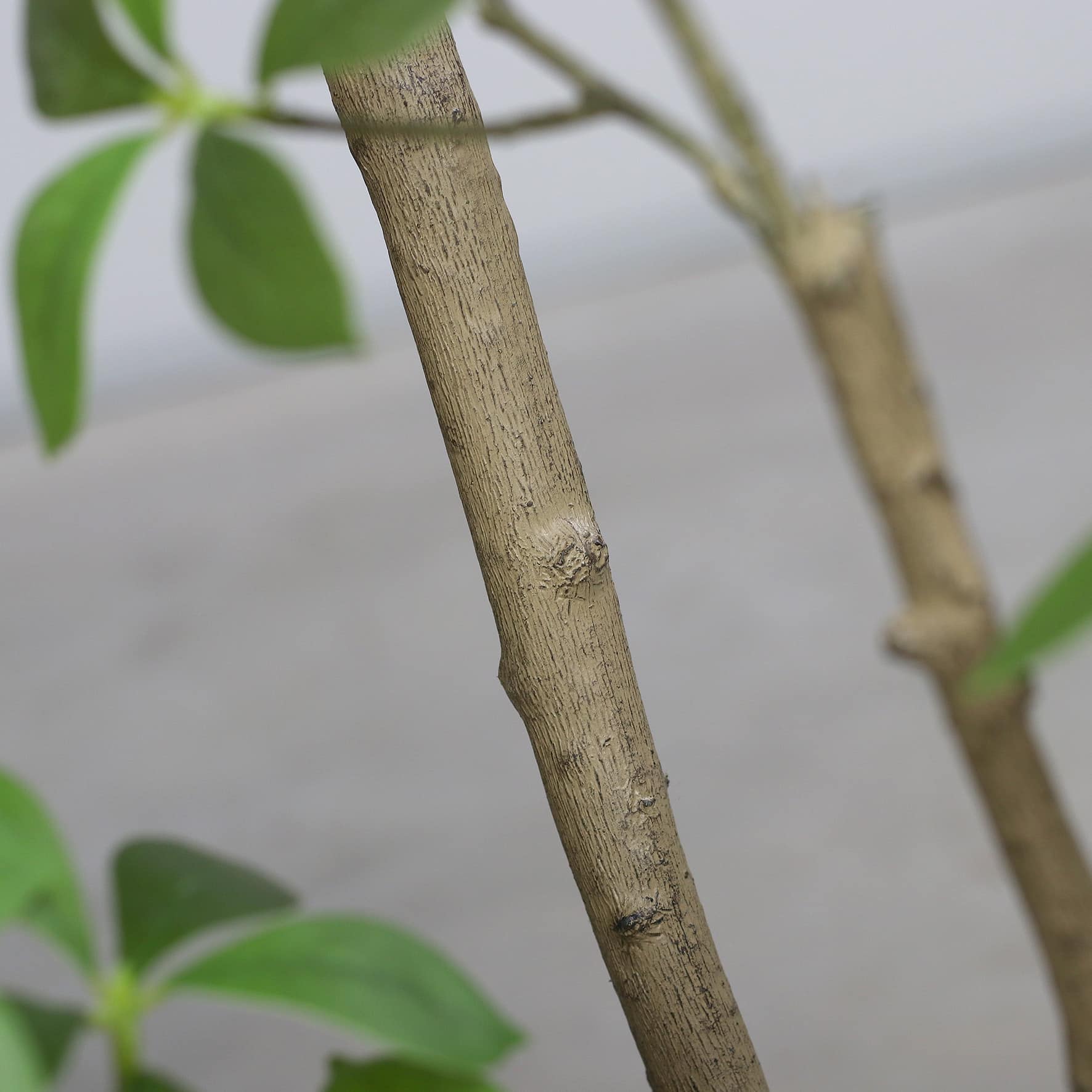 210 cm Ficus Mircocarpa Tree, Knock-Down Packing