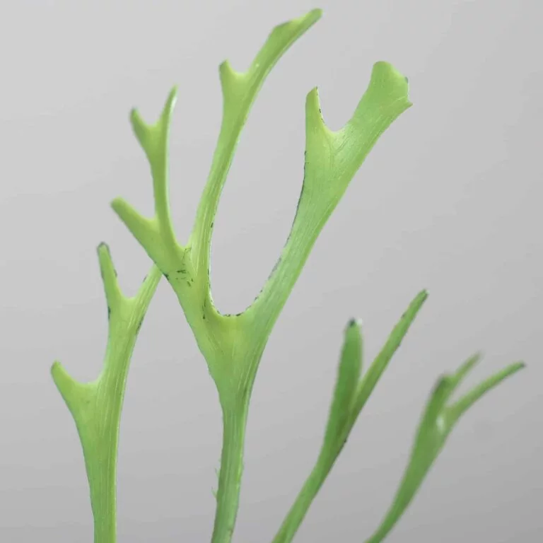 DPI Antler Fern in Cement Pot–56cm for sale in Ireland at The Outdoor Scene