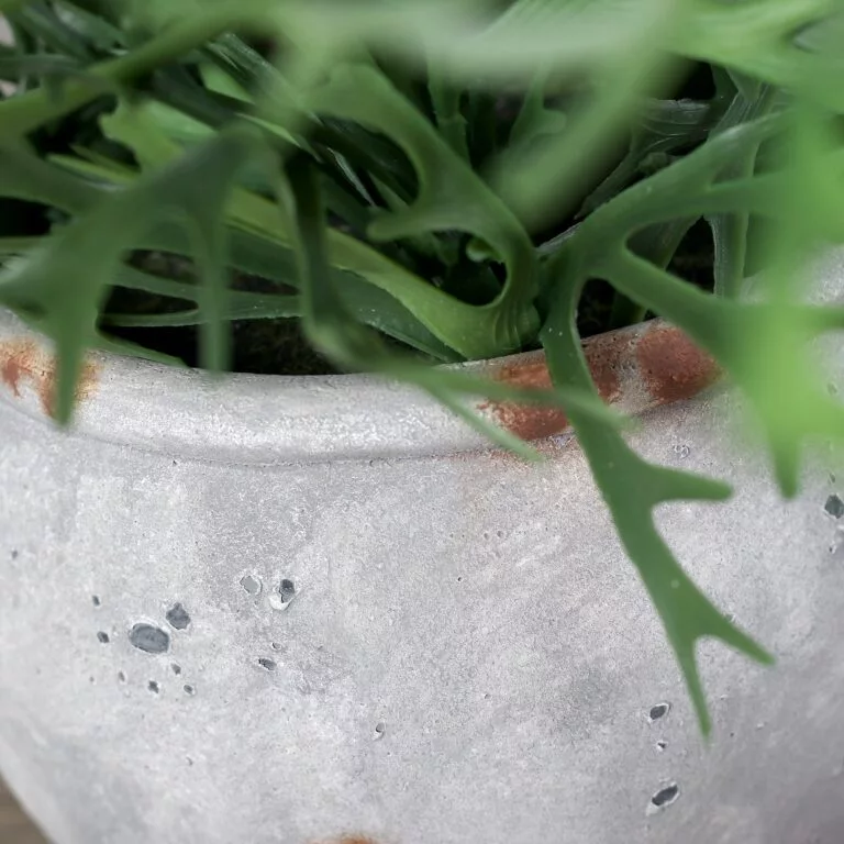 DPI Antler Fern in Used-look Cement Pot–56cm