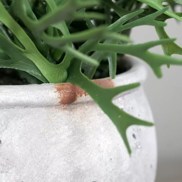 DPI Antler Fern in used look Cement Pot–56cm for sale in Ireland at The Outdoor Scene