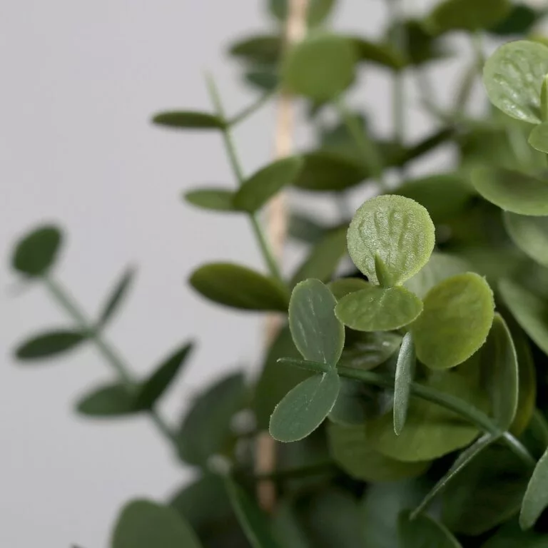 Succulent eucalyptus arrangement in decorative plastic pot for hanging available in IRL