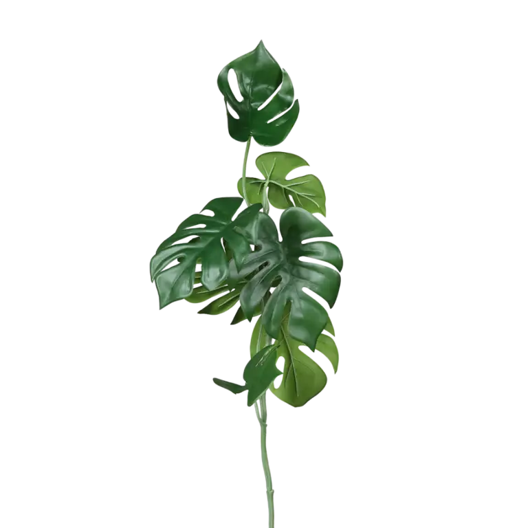 DPI Monstera - 80cm for sale in Ireland at The Outdoor Scene