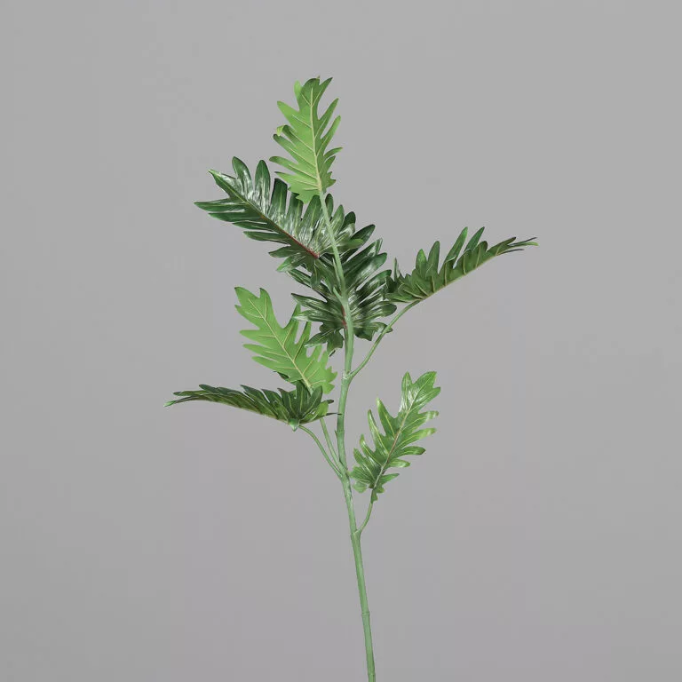 DPI Philodendron-82 cm for sale in Ireland at The Outdoor Scene