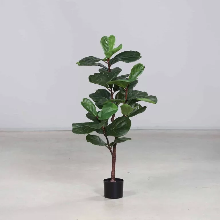 DPI Violin Fig Plant in Black Plastic Pot - 120cm for sale in Ireland at The Outdoor Scene