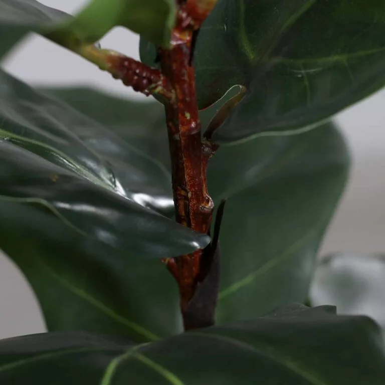 DPI Violin Fig Plant in Black Plastic Pot leaf