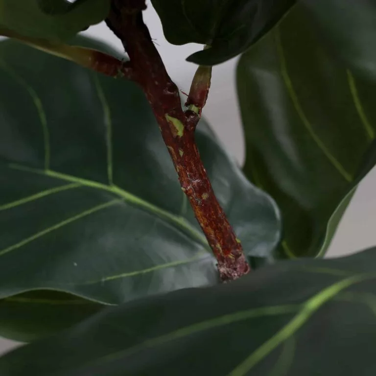 DPI Violin Fig Plant in Black Plastic Pot for sale in Ireland at The Outdoor Scene