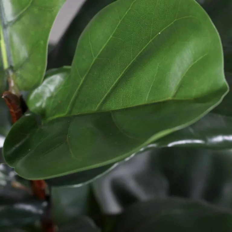 DPI Violin Fig Plant in Black Plastic Pot for sale in Ireland at The Outdoor Scene