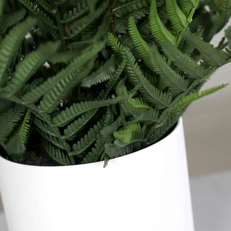 DPI fern in white pot available at The outdoor Scene
