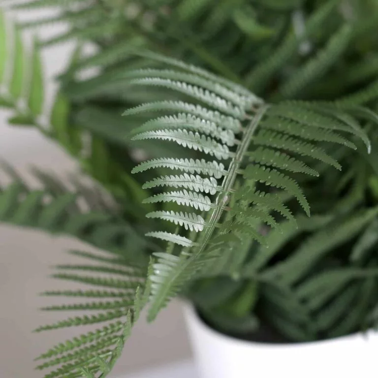 DPI Fern in white decorative pot