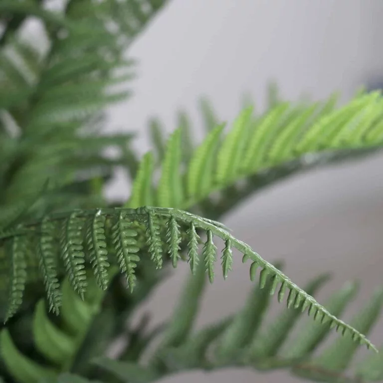 DPI Fern in white decorative pot - available in Ireland