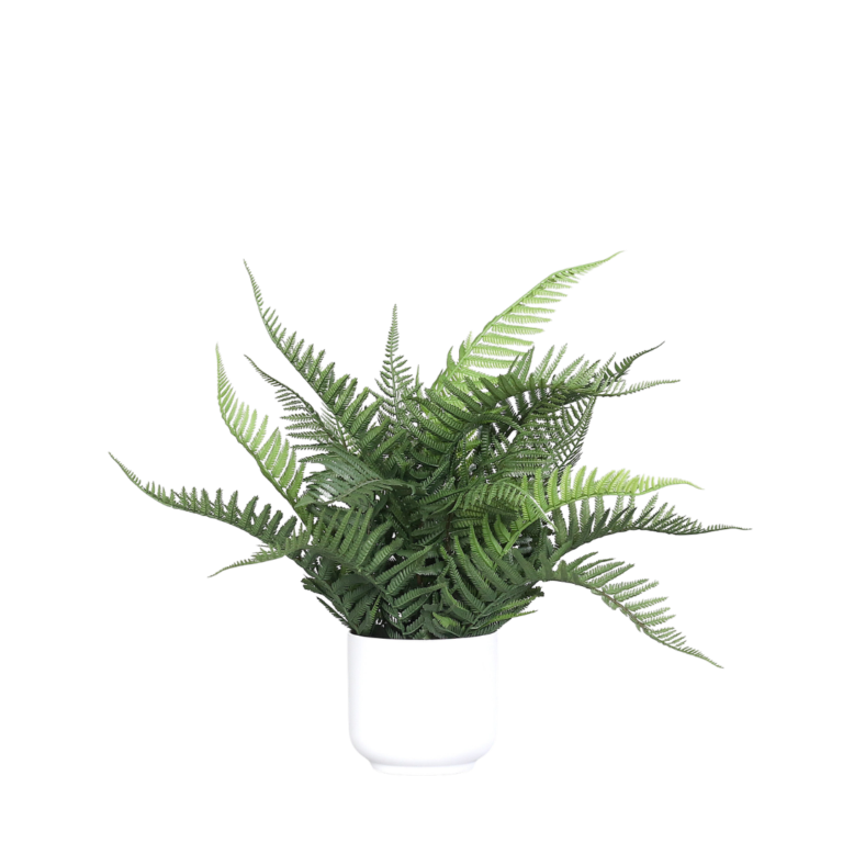 DPI Fern in white decorative pot - 40 cm for sale in Ireland at The Outdoor Scene