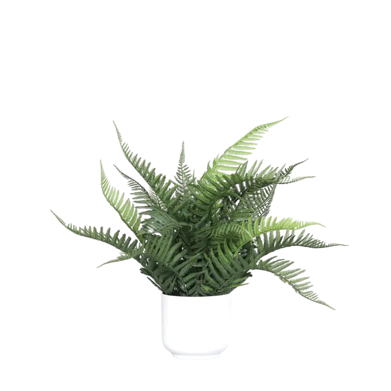 DPI Fern in white decorative pot - 40 cm for sale in Ireland at The Outdoor Scene
